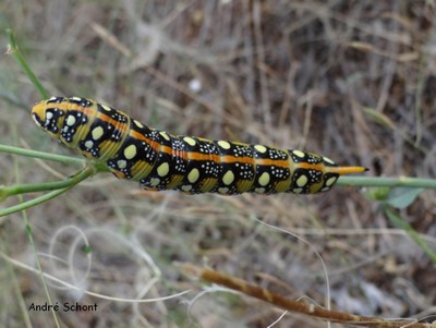 Chenille du sphinx de l'euphorbe